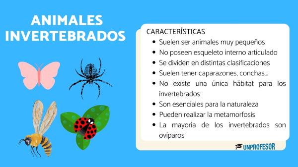 10 animales invertebrados caracteristicas esenciales
