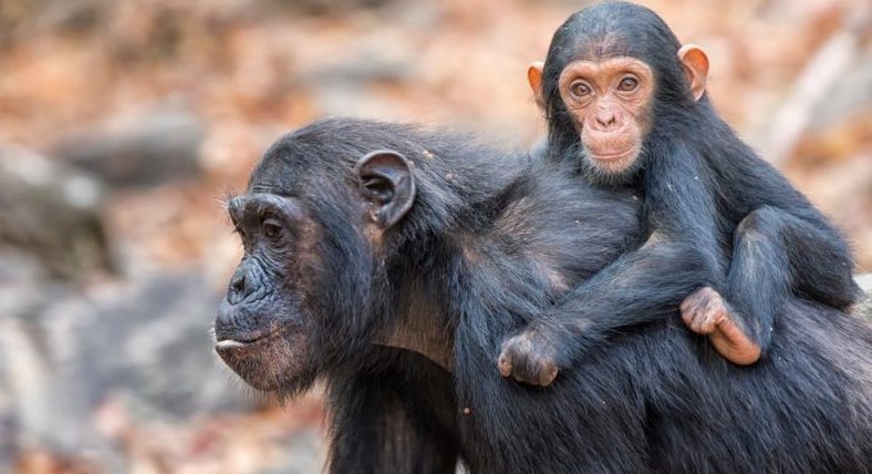 10 animales vertebrados ejemplos y imagenes impactantes