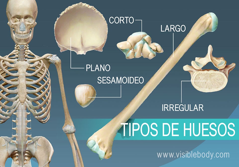 20 Ejemplos de Huesos Planos, Cortos, Largos e Irregulares 2 20 ejemplos de huesos planos cortos largos e irregulares 3