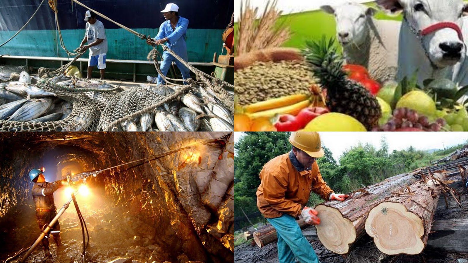 Actividades primarias en México: disfruta al máximo 2 actividades primarias en mexico disfruta al