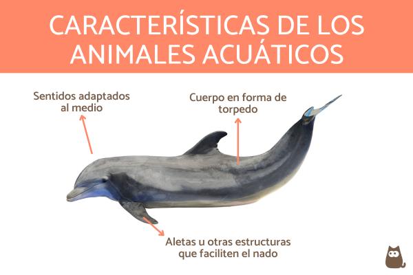 Acuáticos: Características y Ejemplos de Animales Acuáticos 2 acuaticos caracteristicas y ejemplos de animales acuaticos 2