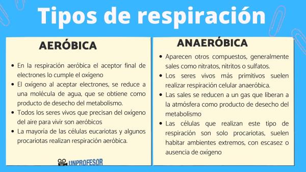 aerobicas y anaerobicas 20 ejemplos de actividades clave 1