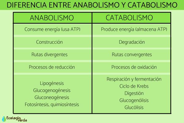 anabolismo concepto ejemplos y diferencias con catabolismo 2