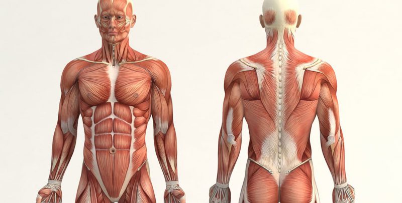 Anatomía: Concepto, subdivisiones, aparatos y sistemas 29 anatomia concepto subdivisiones aparatos y sistemas 1