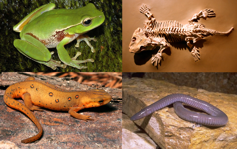 anfibios concepto origen tipos y caracteristicas clave