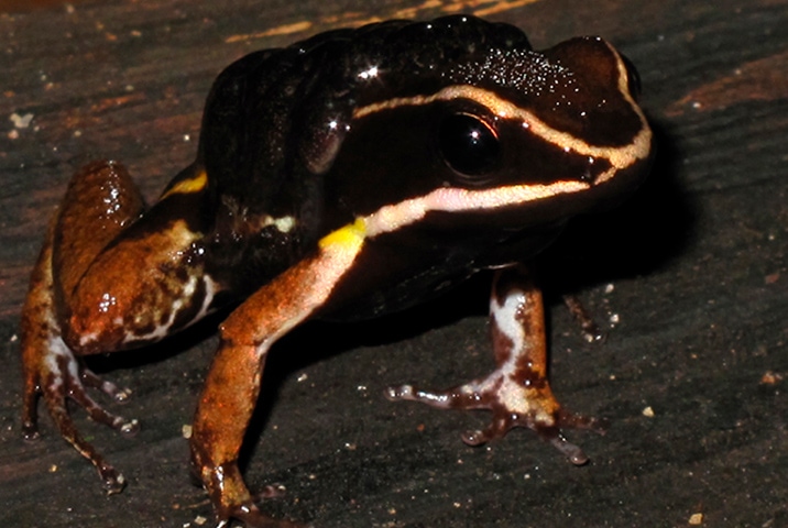anfibios ejemplos 15 impresionantes animales anfibios