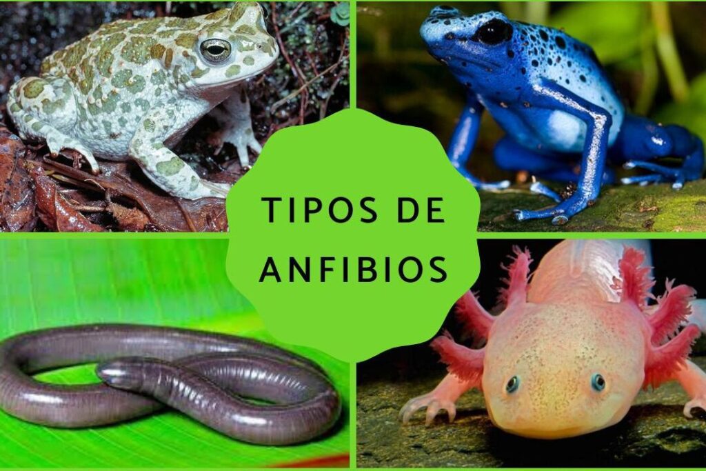 Anfibios: Fascinante respiración y sorprendente adaptación 2 anfibios fascinante respiracion y sorprendente adaptacion
