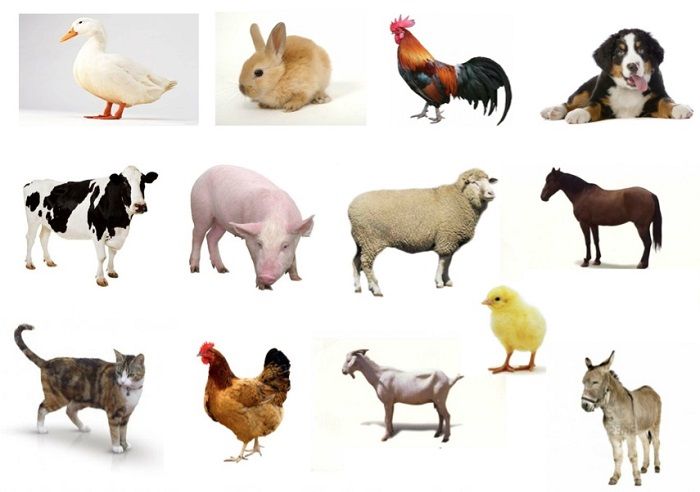 animal domesticado definicion concepto y caracteristicas
