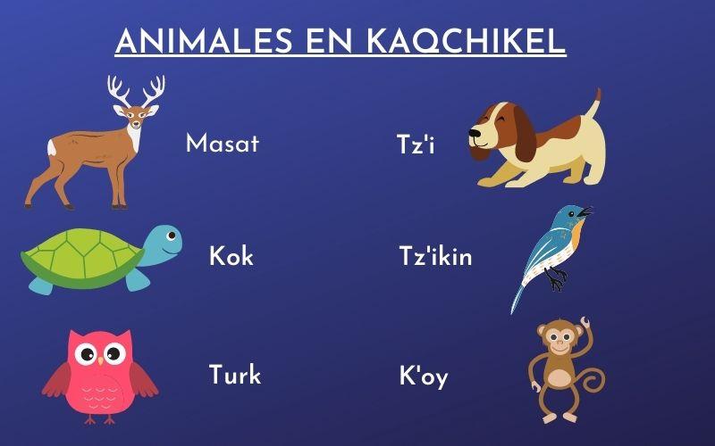 Animal en Kaqchikel: Aprende Partes de la Casa y Más 2 animal en kaqchikel aprende partes de la casa y mas 2