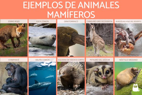 Animal mamífero: 10 características que los definen 2 animal mamifero 10 caracteristicas que los definen 1