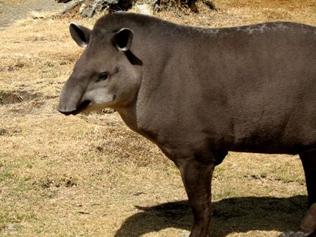 animal tapir definicion caracteristicas y concepto clave 1