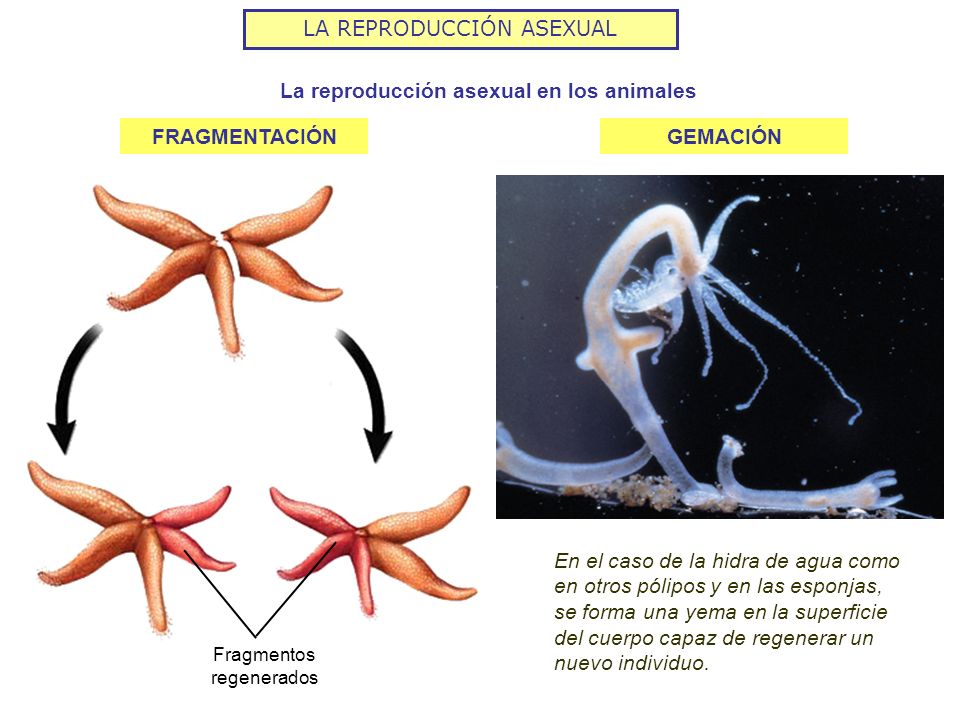 animales asexuales sorprendentes estrategias de reproduccion