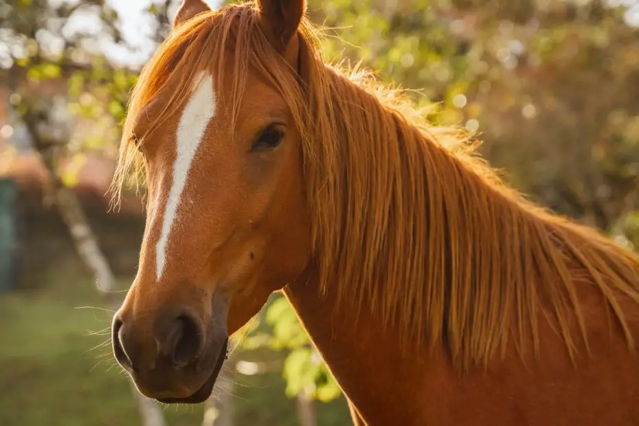 animales conoce adaptacion conoce y respiracion pulmonar