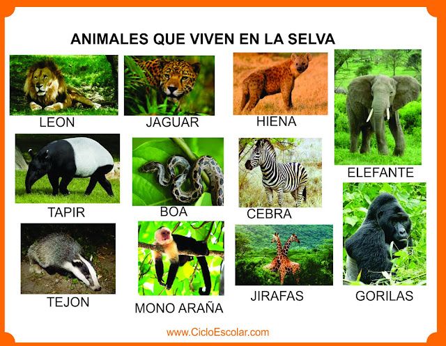 animales de la selva explorando la fauna de la selva