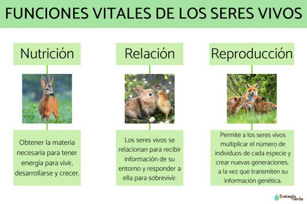 animales definicion y concepto de su importancia vital 1