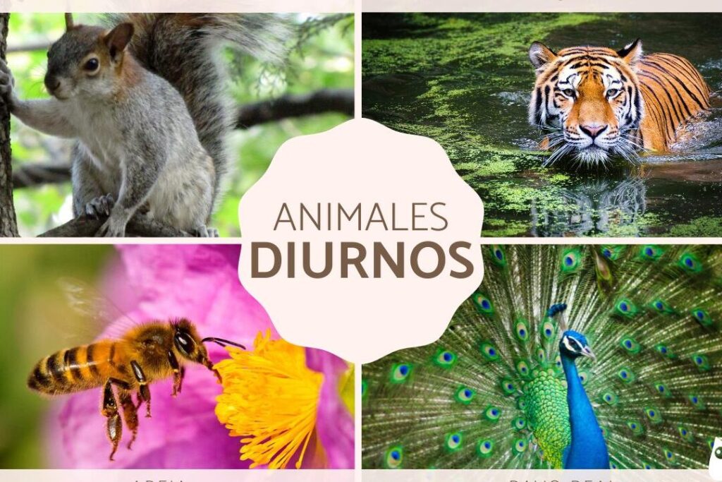 Animales diurnos y nocturnos: Estrategias de Supervivencia 2 animales diurnos y nocturnos estrategias de supervivencia