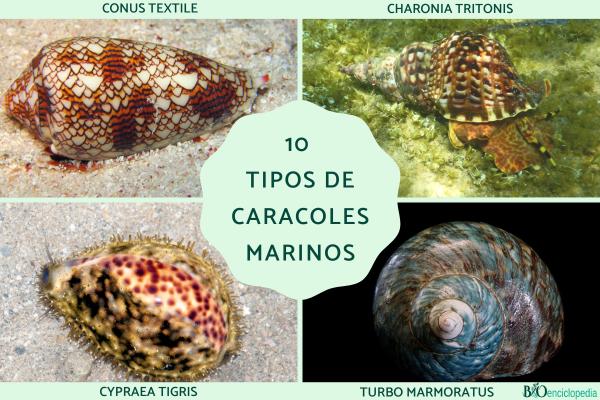 animales equinodermos 50 ejemplos impresionantes para conocer