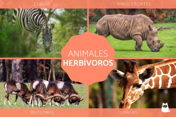 animales herbivoros concepto tipos y ejemplos destacados