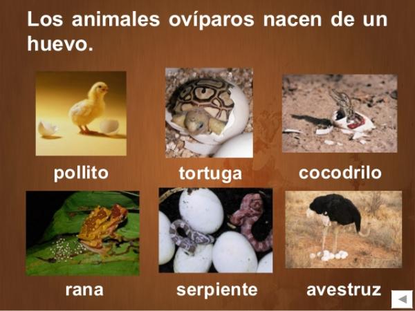 animales oviparos caracteristicas y ejemplos