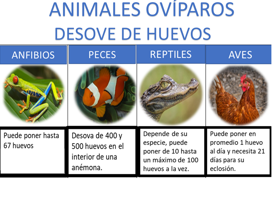Animales Ovíparos: Concepto, Tipos y Ejemplos Relevantes 2 animales oviparos concepto tipos y ejemplos relevantes