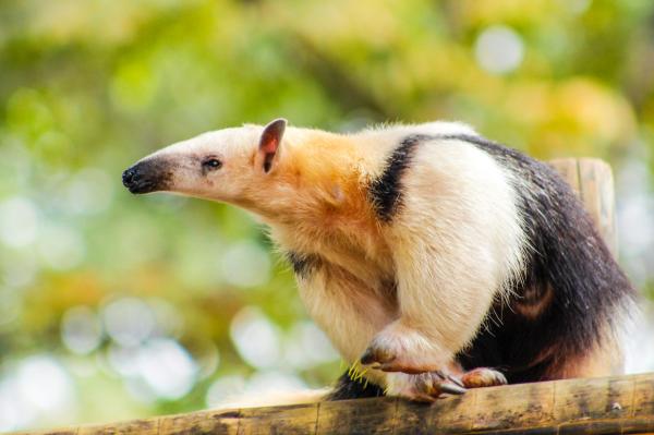 Animales que comen hormigas: descubre su dieta y más 2 animales que comen hormigas descubre su dieta y mas 1