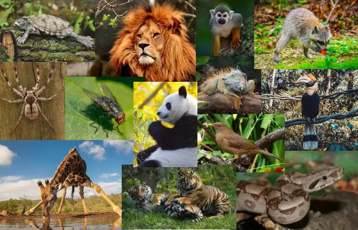 Animales salvajes: concepto, características y ejemplos 2 animales salvajes concepto caracteristicas y ejemplos