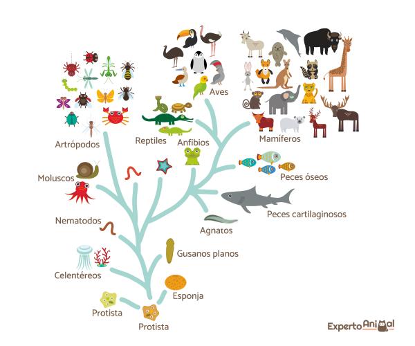 animales terrestres y acuaticos 140 ejemplos impresionantes
