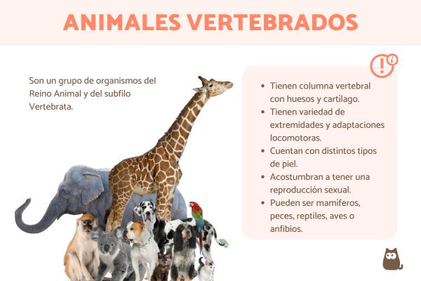 animales vertebrados concepto tipos y ejemplos utiles 1