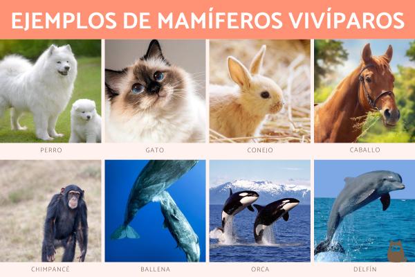 animales viviparos caracteristicas y ejemplos de viviparos
