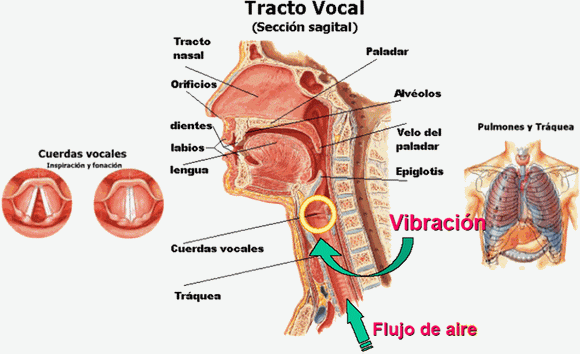 Aparato Fonador: Funciones, Partes y Características Clave 2 aparato fonador funciones partes y caracteristicas clave