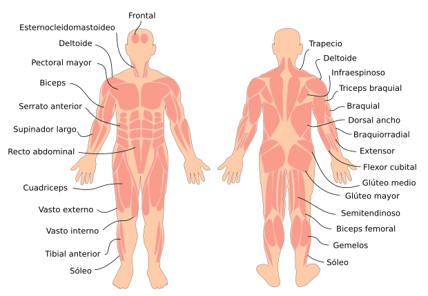aparato locomotor que es funciones y caracteristicas clave