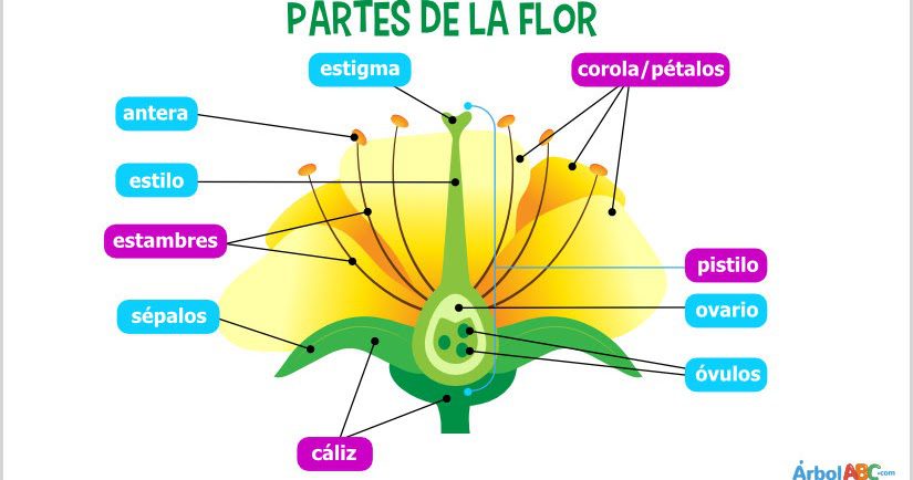 Aprende a reproducir plantas con flores de forma fácil 2 aprende a reproducir plantas con flores de forma facil