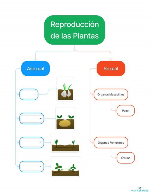 aprende reproduccion asexual guia completa supervivencia