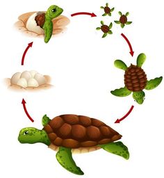 Aprende sobre animales ovíparos y su Conoce ciclo reproductive 2 aprende sobre animales oviparos y su conoce ciclo reproductive