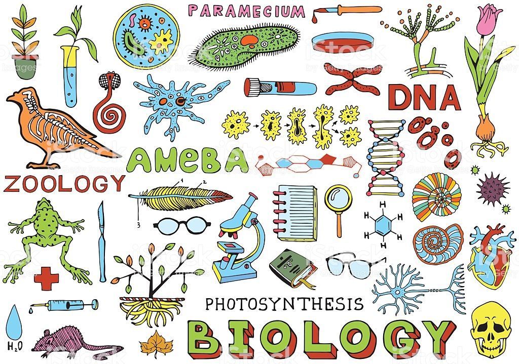 Aprende y domina la Biología II con estos recursos imprescindibles 2 aprende y domina la biologia ii con estos recursos imprescindibles