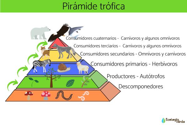 aprovecha los mejores beneficios al ser el consumidor primario