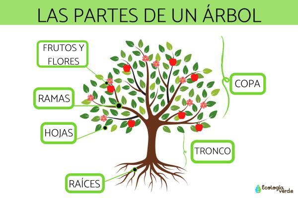 Arce árbol: Definición, características y concepto esencial 2 arce arbol definicion caracteristicas y concepto esencial 1