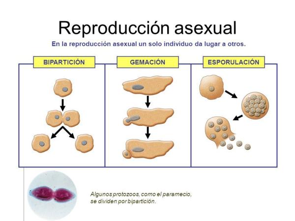 asexual significado caracteristicas y definicion esencial 1