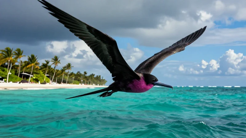 Aprende sobre aves marinas con este recurso visual