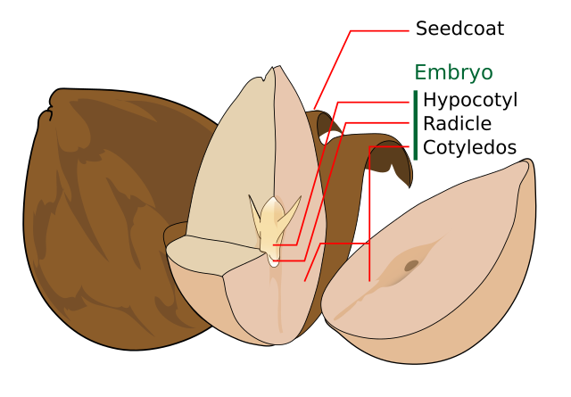 Avocada: Significado, Definición y Concepto Esencial 2 avocada significado definicion y concepto esencial