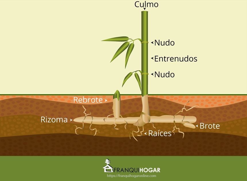 bambu definicion caracteristicas y su concepto esencial 2