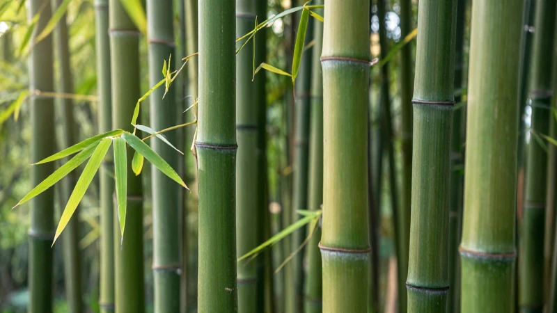 El bambú es un tallo verde y frondoso