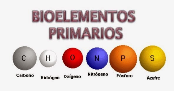 bioelementos primarios ejemplos y su funcion esencial 3