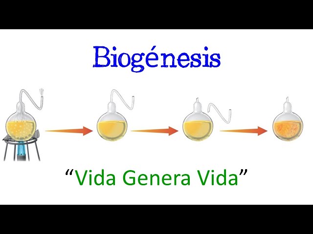 Biogénesis: Teoría, Definición y Concepto Explicado