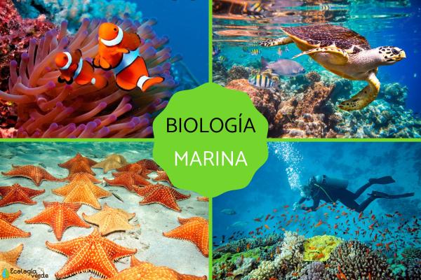 Biología marina: definición, concepto y su importancia clave 2 biologia marina definicion concepto y su importancia clave 1
