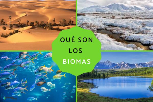 bioma que es definicion caracteristicas y tipos