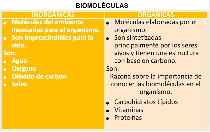 biomoleculas concepto tipos funciones e importancia 1