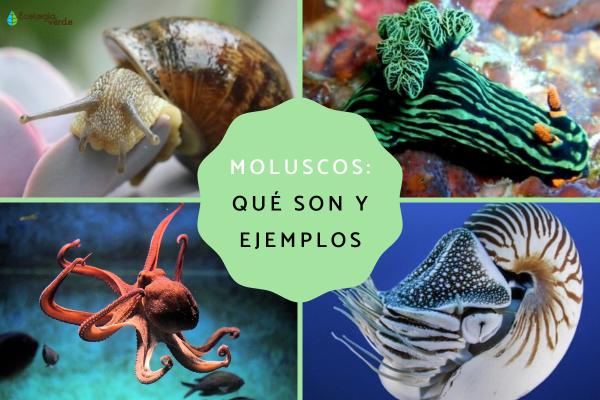 bivalvos descubre el mar que nos rodea y su biodiversidad 3