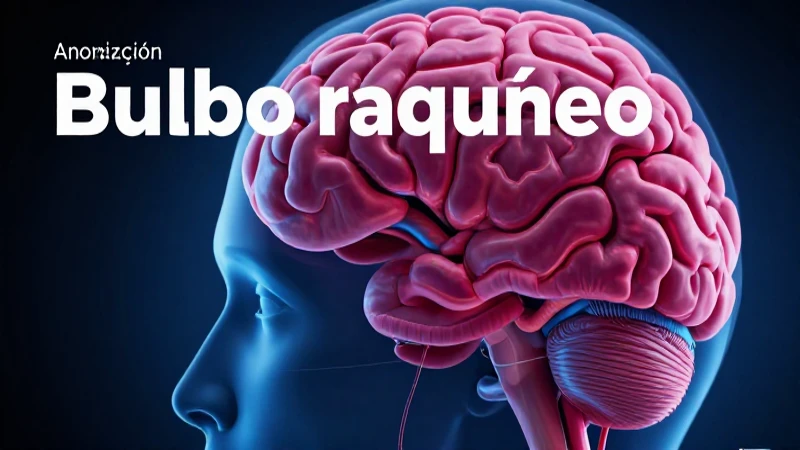 Cuáles son las funciones y características del bulbo raquídeo 3 Anatomía y funciones del bulbo raquídeo