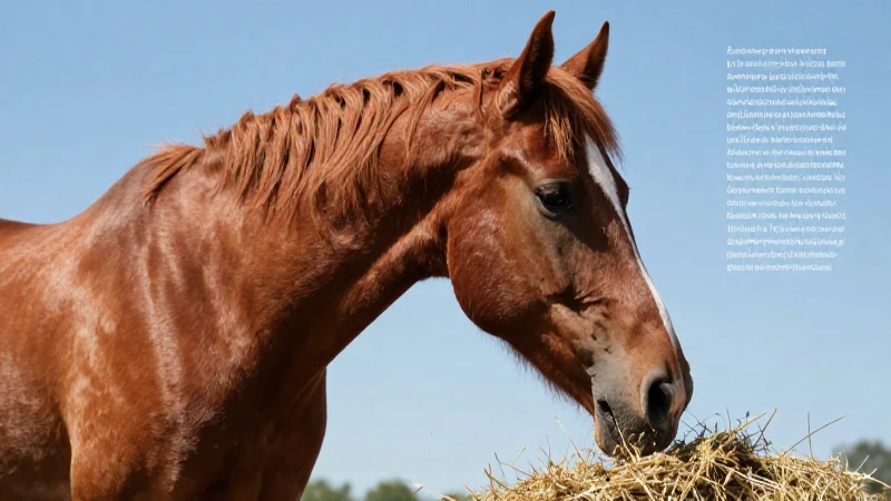 Caballo castaño majestuoso come forraje de calidad